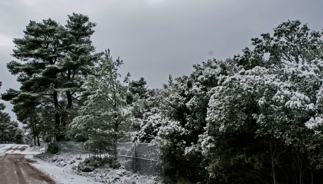 Διακοπή της κυκλοφορίας στη Λεωφόρο Πάρνηθος λόγω παγετού