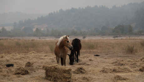 Γρεβενά: Πυροβόλησαν, Σκότωσαν Και Τεμάχισαν Πέντε Άλογα!