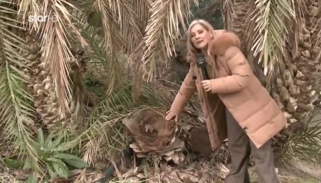 Κρήτη: Το κόκκινο σκαθάρι απειλεί με αφανισμό το φοινικόδασος του Βάι