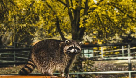 Καναδάς: Ρακούν έφαγε...καλώδιο και προκάλεσε εκτεταμένες διακοπές ρεύματος