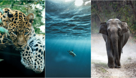 Ζώα υπό εξαφάνιση