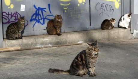 γάτες