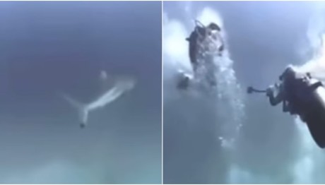 Καρχαρίας Επιτέθηκε Σε Δύτες