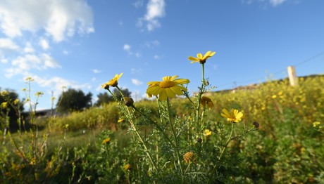 Καιρός: Ηλιοφάνεια σήμερα και μικρή άνοδος της θερμοκρασίας