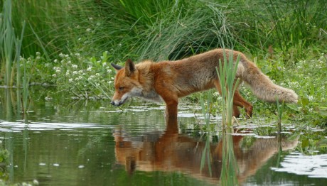 Κεφαλονιά: Σκότωσαν Και Κρέμασαν Αλεπού