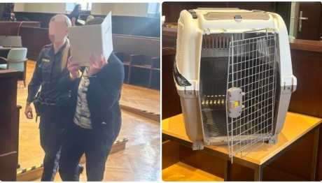 Αυστρία: Μητέρα Κλείδωνε Το Παιδί Της Σε Κλουβί Σκύλου