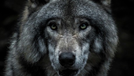 Ιονία Οδός: Λύκος έκανε βόλτες στον αυτοκινητόδρομο