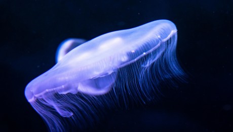 Ρόδος: Εμφανίστηκε Επικίνδυνη Μέδουσα Ενός Μέτρου