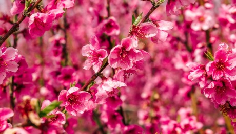 Ανθισμένες Ροδακινιές: Ένα Φεστιβάλ Γεμάτο Κέφι