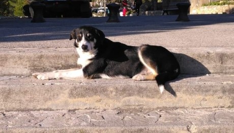 Σκυλίτσα Χάθηκε Στα Σύνορα Και Βρέθηκε Σερβία 1 Χρόνο Μετά