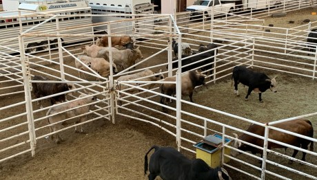 Ιός Της Γρίπης Των Πτηνών Εντοπίστηκε Στο Αγελαδινό Γάλα