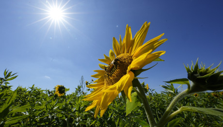 H Βιταμίνη D Βοηθά Στη Μάχη Κατά Του Καρκίνου