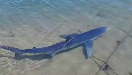 καρχαριοειδές Γλυφάδα