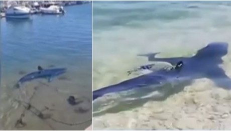 Γλυφάδα: Εμφάνιση γαλάζιου καρχαρία στα ρηχά - «Είναι τελείως άκακο»