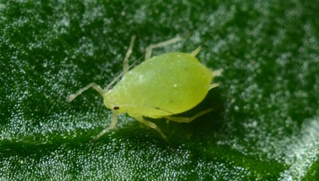 Παράσιτο Έφαγε Μέρος Του Εγκεφάλου Του Κένεντι Τζούνιορ