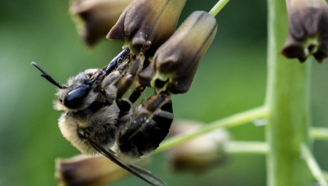 Μυτιλήνη: Σμήνος Μελισσών Επιτέθηκε Σε Επιβάτες ΙΧ