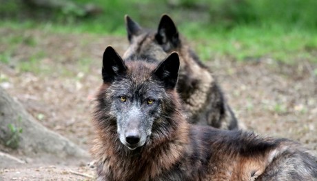 Θεσσαλονίκη: Αποζημίωση Μαμούθ Για Θανατηφόρα Επίθεση Σκύλου