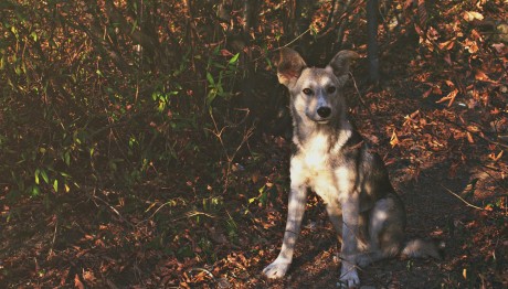 Ποινή Φυλάκισης Και Πρόστιμο Σε Άνδρα Που Πυροβόλησε Σκύλο