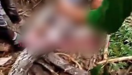 Αγνοούμενη Γυναίκα Βρέθηκε Στο Στομάχι Πύθωνα