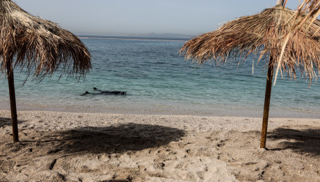 ΑΑΔΕ: Έκλεισε Βeach Βar Στην Κυπαρισσία