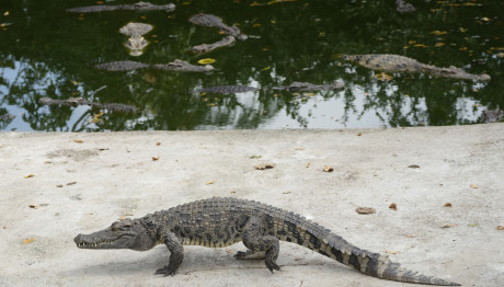 Αγωνία Για 12χρονο Που Αγνοείται - Του Επιτέθηκε Κροκόδειλος