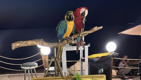 Χαλκιδική: Πρόστιμο 20.000 Ευρώ Για Κακοποίηση Παπαγάλων