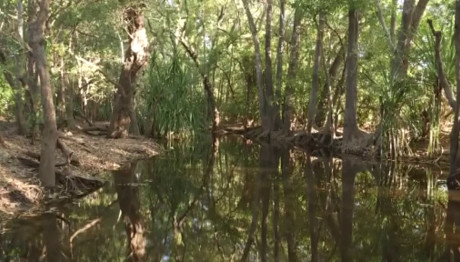 Επίθεση Κροκόδειλου Σε 12χρονη - Βρέθηκαν Υπολείμματα