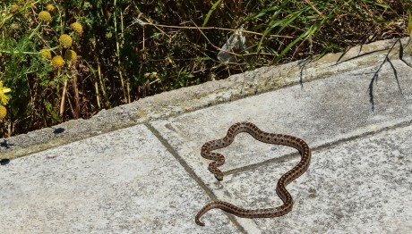 Λάρισα: Τη δάγκωσε οχιά μέσα στο σπίτι της- Ήταν με τη 2χρονη εγγονή της