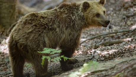 Άργος Ορεστικό: Αρκούδα Έκοβε Βόλτες Στο Κέντρο Της Πόλης
