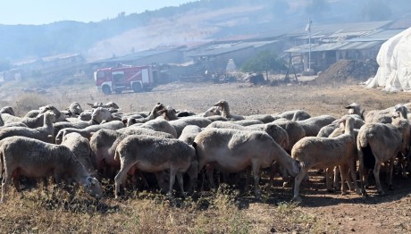 Τι Είναι Η Πανώλη Στα Αιγοπρόβατα; Κινδυνεύουν Οι Άνθρωποι;