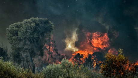 Φωτιά στην Τριανταφυλλιά Σερρών