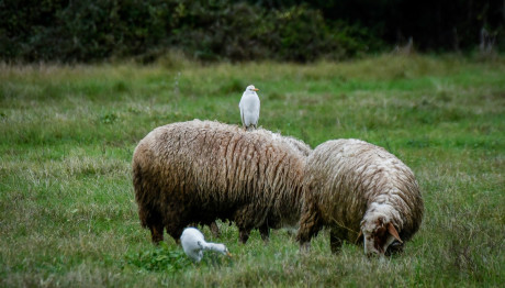 Πανώλη: Αποφασίστηκε Θανάτωση Των Ζώων
