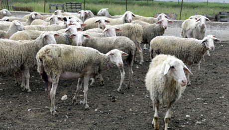 Πανώλη: Απαγόρευση Μετακίνησης Αιγοπροβάτων