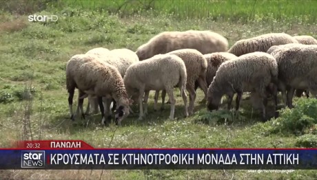 Πανώλη Αιγοπροβάτων