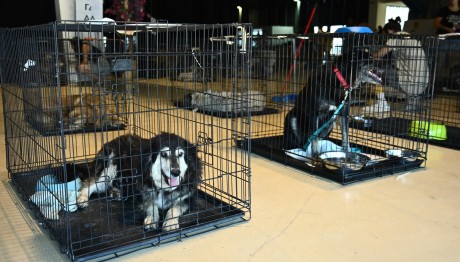 Φωτιά Αττική