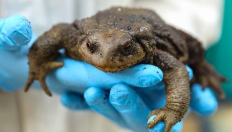 Όμιλος Σαρακάκη: Σώζει απροστάτευτα ζώα από τις φωτιές