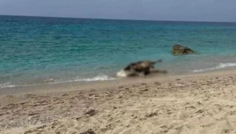 Λευκάδα: Νεκρές Αγελάδες Ξεβράστηκαν Σε Παραλίες Του Νησιού