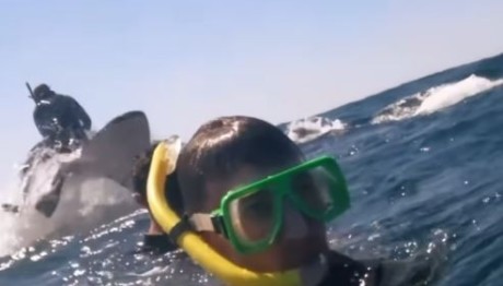 Αυστραλία: Φάλαινα Εκτοξεύει Άνδρα Στον Αέρα - Βίντεο