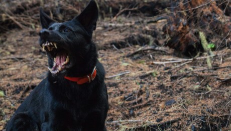 Θεσσαλονίκη: Σκύλος Δάγκωσε Δύο Περαστικούς