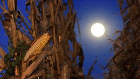 Πανσέληνος Σεπτεμβρίου: Σήμερα Το Φεγγάρι Του Καλαμποκιού