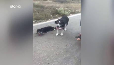 Λευκάδα: Ιερέας Είχε Αλυσοδεμένα Σκυλιά Και Τα Έσερνε