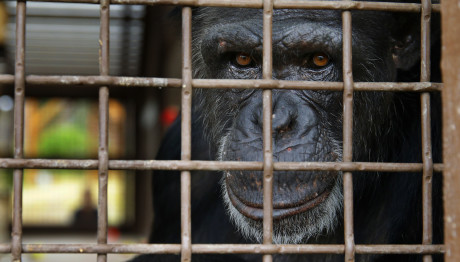 Χιμπατζής Άρπαξε Μωρό Και Το Κατακρεούργησε Με Εργαλεία