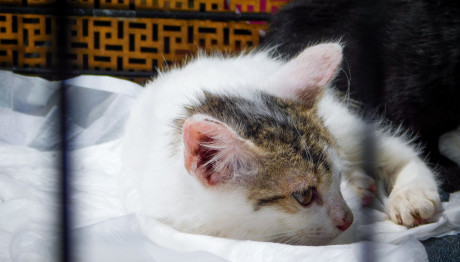 Κυψέλη: Αποκεφάλισε Γάτα Και Άφησε Απειλητικό Σημείωμα