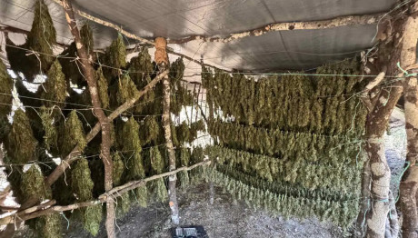 Αρκαδία: Βρέθηκε Φυτεία Κάνναβης Μαμούθ - 1.253 Δενδρύλλια