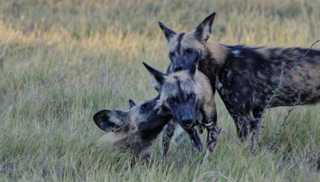 Λάρισα:Συνελήφθη Ο Γιος Της 70χρονης Που Κατασπάραξαν Σκυλιά