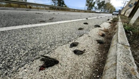 Αργολίδα: Νεκρά Πουλιά Γέμισαν Τους Δρόμους