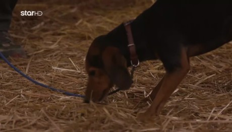 Φάρμα: Η Σαλ Ψάχνει Ένα Ζεστό Σπίτι Για Να Τη Φιλοξενήσει!