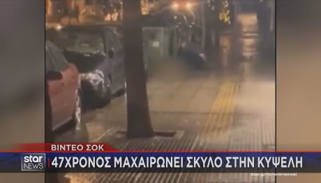 Κυψέλη μαχαίρωμα σκύλου