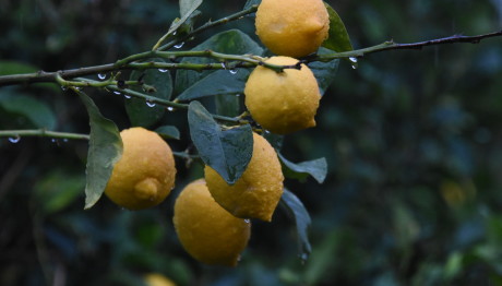 Ίλιον: Διασωληνωμένος Ο 80χρονος Που Έκοψε Τα Λεμόνια