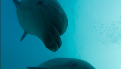 Αττικό Ζωολογικό Πάρκο: Τέλος Τα Δελφίνια - Πού Μεταφέρονται